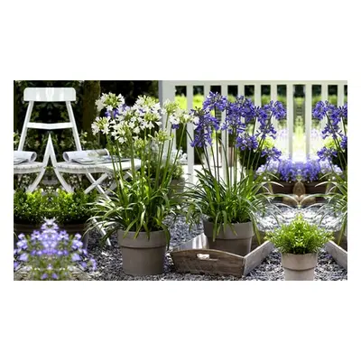 Agapanthus Blue and White Collection, 12 Bare Roots and 2 Black Gold Pots