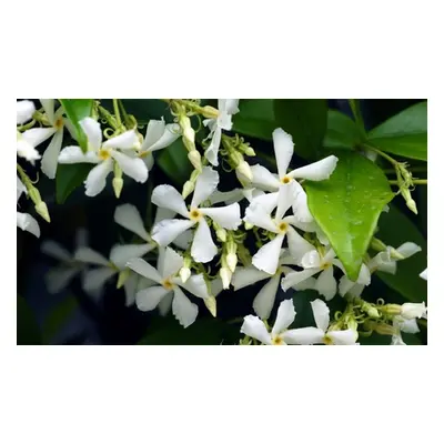 Climbing Scented Star Jasmine Plant, Two