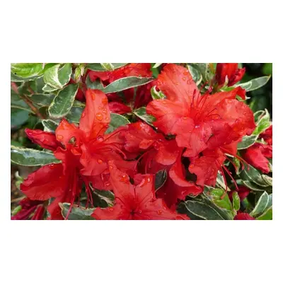 Mixed Azalea Plant Collections, Vuyks Scarlet,Three