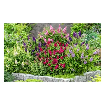 Dwarf Patio Potted Plant Collections, Butterfly Candy Little Ruby 9cm Pot,One