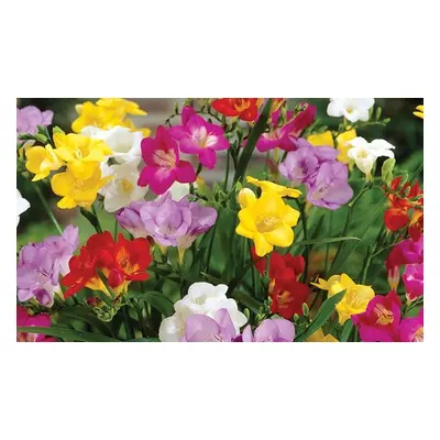 Fragrant Freesia Mixed, 50 Bulbs