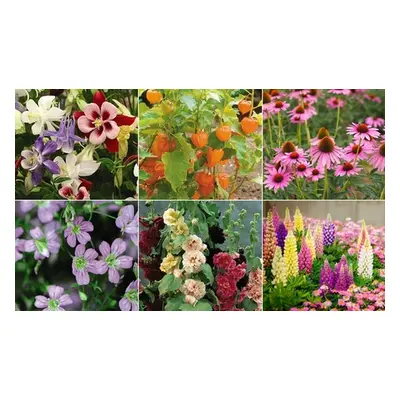 Perfect for Pollinators Perennials - 18 or 36 Plants, 18 Plants