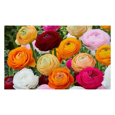 50 Ranunculus Mixed Bulbs