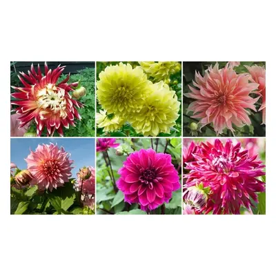 Mixed Summer Dahlia Tubers, Dahlia Delightful Dinner Plate Collection,6 Tubers