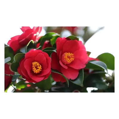 Hardy Camelia Collection, Camellia 1001 Summer Nights Jasmine 1.6 Litre Pot,Two