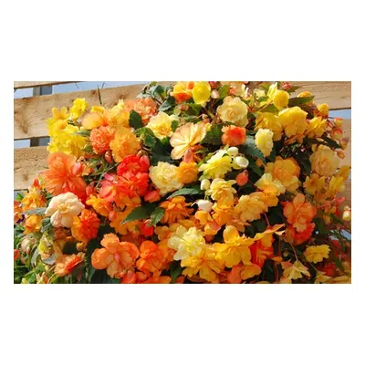 Begonia Apricot Shades, 5