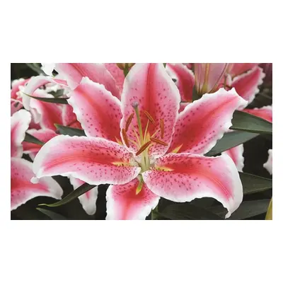 Lily Giant Flowered Collection – Buy 15 or 30 bulbs, Lily Giant Flowered Collection Bulbs, 15( 5