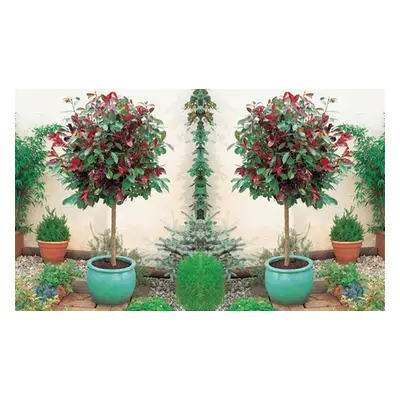 Photinia Little Red Robin Plant, Two