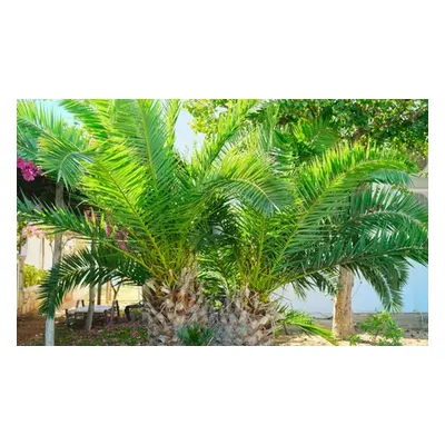 Canary Island Phoenix Palm Trees,Two