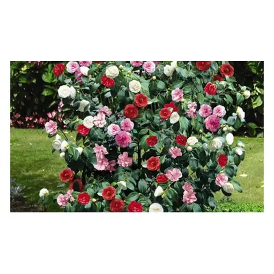 Camellia Tricolour Plant, One