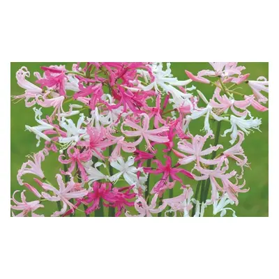 Anemone Blanda Mixed Bulbs,Nerine (Guernsey Lily) bowdenii Pink,10 x Bulbs (Size 12-14)