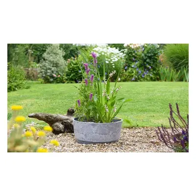 Fragrant Patio Pond Plant Kit with Various Pot Options,With Black and Gold Pot