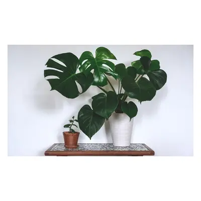 Monstera Deliciosa Swiss Cheese Plants, One Plant