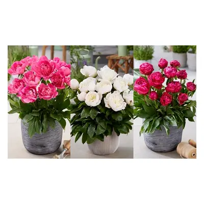 Peony Patio Trio, Three Bare Roots