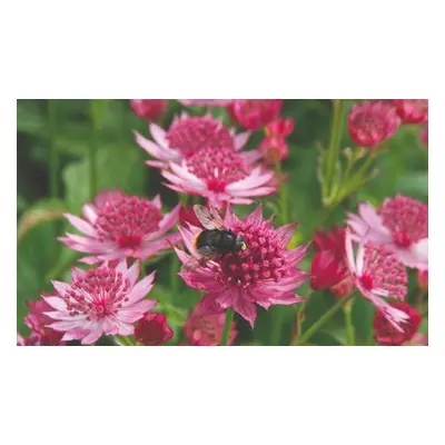 Astrantia Major Venice , 3 Plants