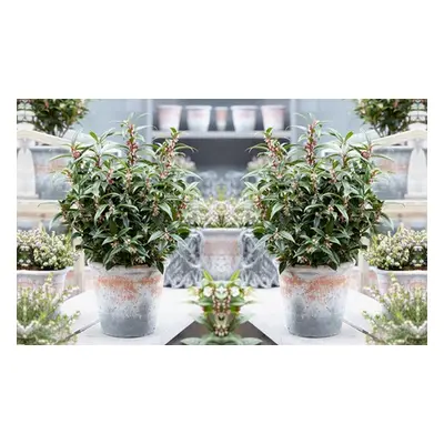 Sarcococca Winter Gem Potted Plant,Two