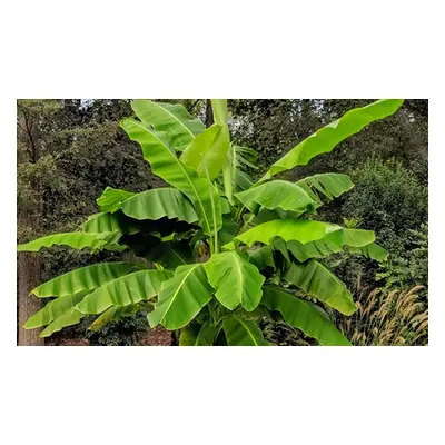 One or Three Japanese Banana Musa Basjoo Plants, Three Plants