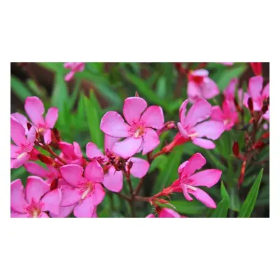 Nerium Oleander Potted Plant Collections, Pink,Two