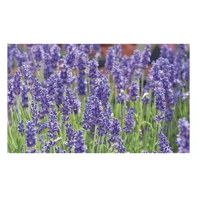 Lavender Hidcote , 24 plants