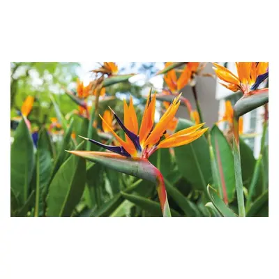 Exotic Bird of Paradise Plants + Optional Grey Patio Planter, 1 Plant