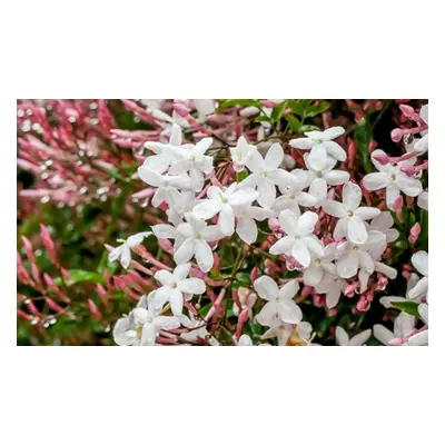 Officinale Jasmine Plants 9cm, One