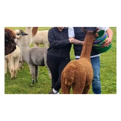 Alpaca Meet & Greet Experience with Trek - 2 person