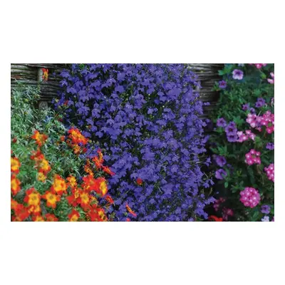 Lobelia Monsoon Plug Plants,12 Plug Plants