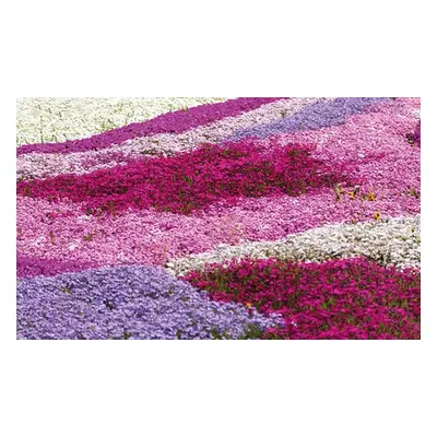 Upto 50 Phlox Creeping Plants Collection, 20 plants