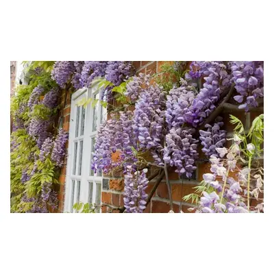 Scented Wisteria Plant, Three