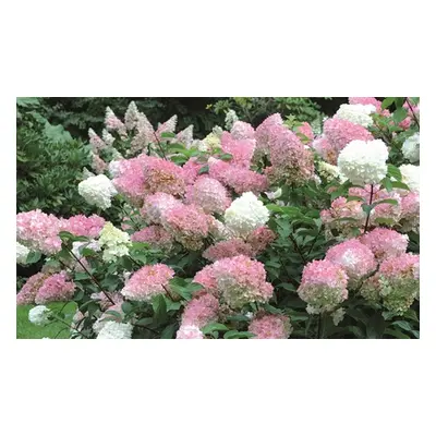 Hydrangea Vanilla Fraise , 1 Plant in 3.6L Pot