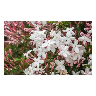 Jasminum Officinale 9cm Potted Plant, One