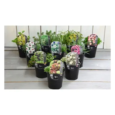 Alpine Plant Collection,10 Plug Plants