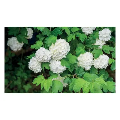 Viburnum Opulus Roseum - 1 or 2 Potted Plants, Two