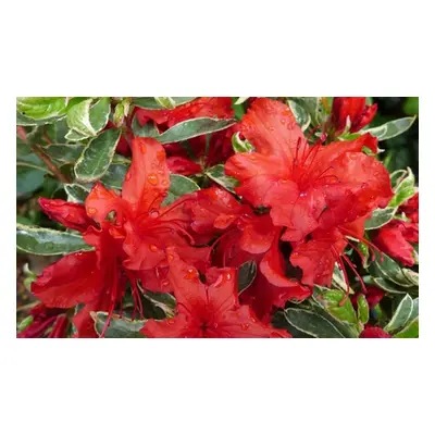 One or Three Mixed Azalea Plants, Azalea japonica Hotshot Variegata 9cm Pot,One