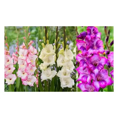 Gladioli Gladdies Trio Bulbs, 24 Bulbs