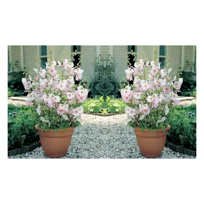 Lavatera Barnsley Baby, Two Plants