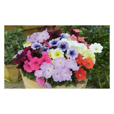 Petunia Frenzy Mixed Plug Plants, 36 Plugs