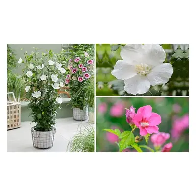 Pack of Three Hibiscus Flower Tower Collection Potted Plants