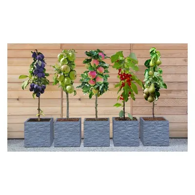 Dwarf Patio Fruit Tree Collection, Five Plants