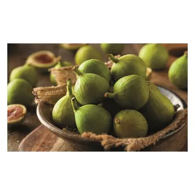 Green Fig Ficus Carica Potted Plants, One Plant