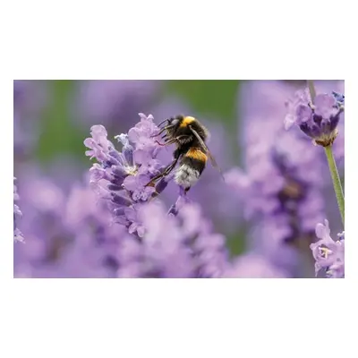 English Lavender, 10 Plants