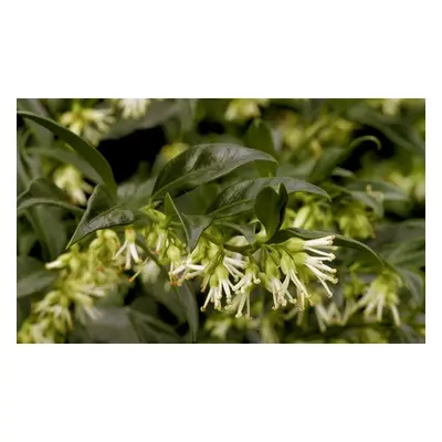 Scented Winter Box Sarcococca confusa Up to 4 Potted Plants, Two