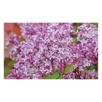 Two Scented Lilac Palibin 9cm Pot Plants