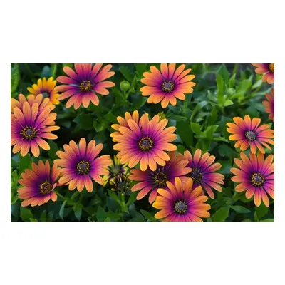 Osteospermum Purple Sun , 10 Plants