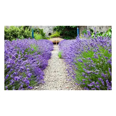 Fragrant Lavender Hidcote and Munstead, 288 Plug Plants