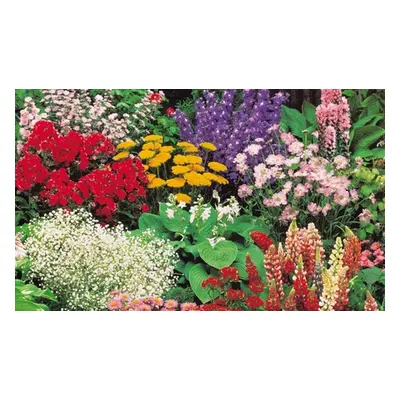 30 Everlasting Perennial Collection Plants