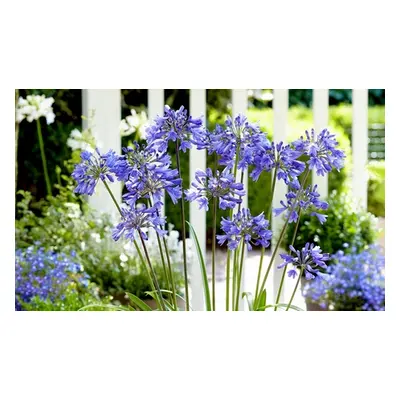 Agapanthus Everpanthus Collection - 3 Plants