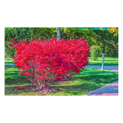 Euonymus Alatus Compactus Eastern Hawthorn 9cm Potted Plant, Two