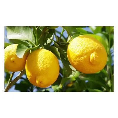 Citrus Lemon Tree