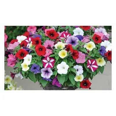 Petunia Easy Wave Mixed Plants, 24